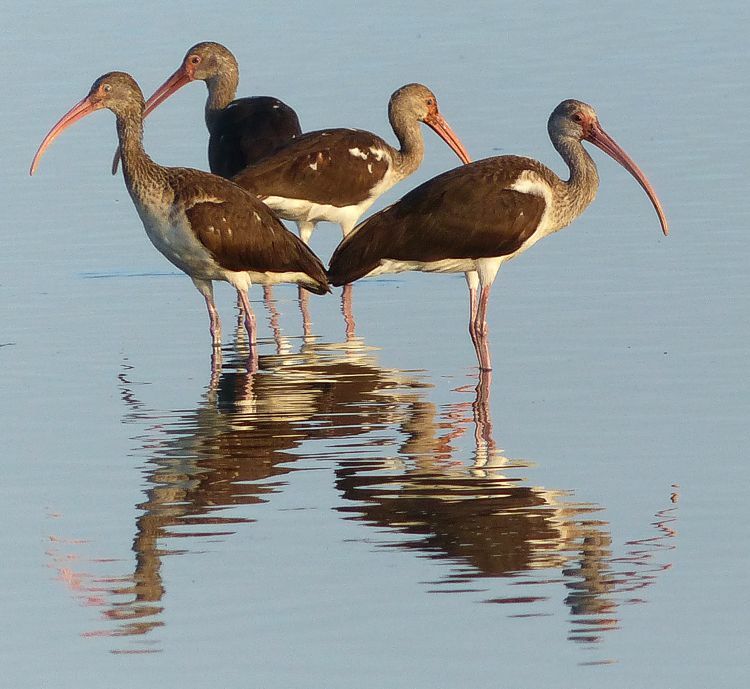 Click to See Next Image